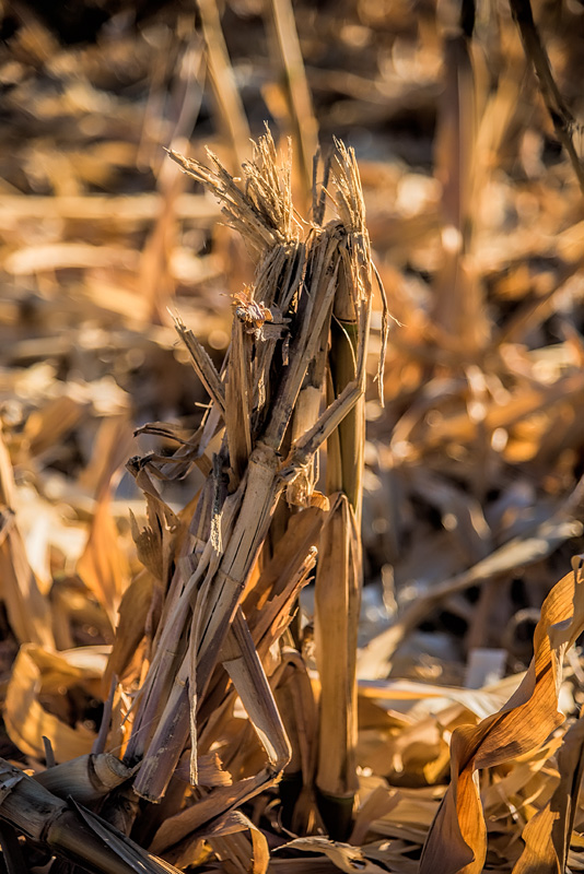 _D810755_dw.jpg