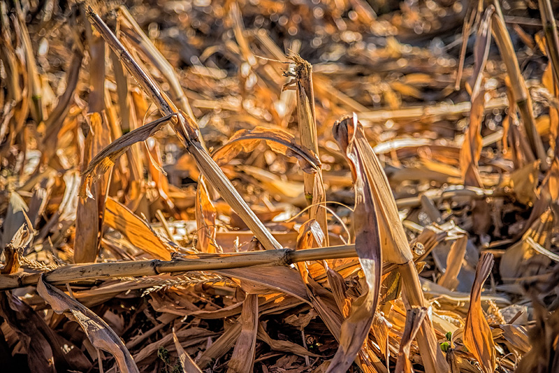 _D810756_dw.jpg