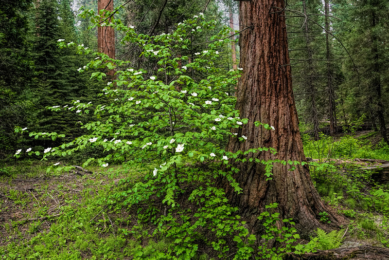 _D813276_dw.jpg