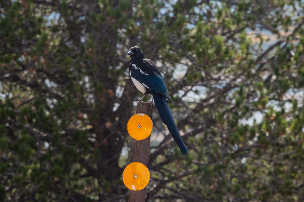 _D815067_dw.jpg