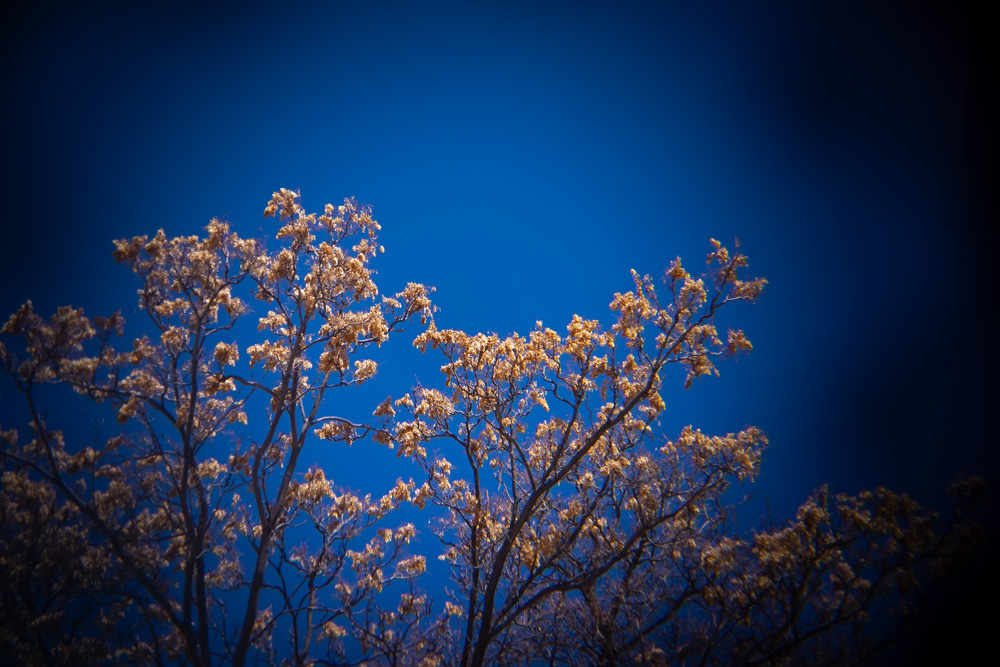 _D817633_dw.jpg