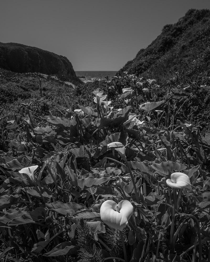 _D851199x_4x5_BW_dw.jpg