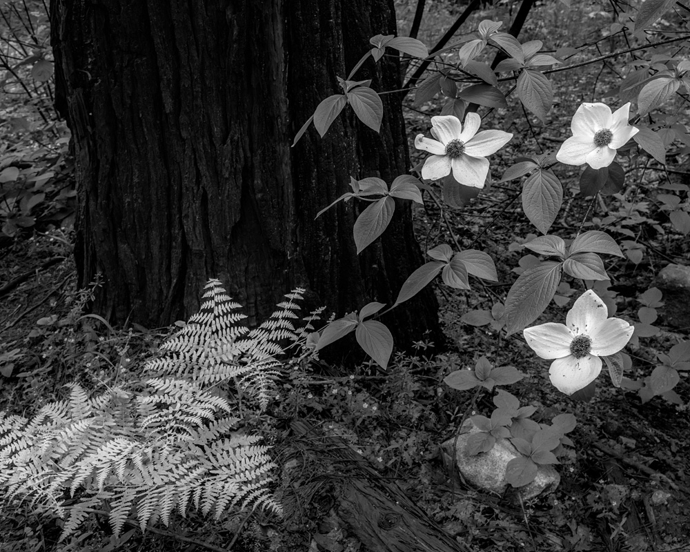 _D854989_8x10_BW_dw.jpg