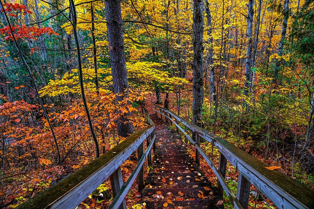 Are You Hungry for Fall Colors? | Focal World