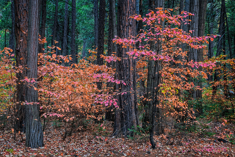 _D855975_dw.jpg