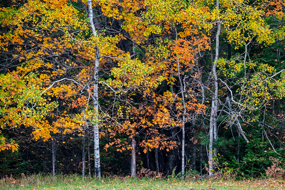 _D858587_dw.jpg
