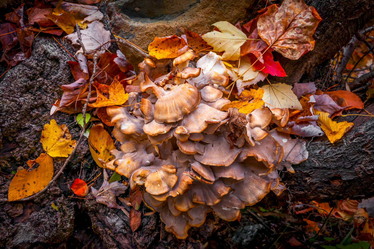 _DSC0110-Edit.jpg