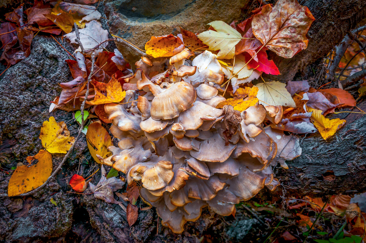 _DSC0110-Edit.jpg