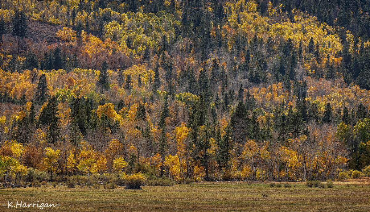 _DSC0325 copy 2-sharpened.jpg