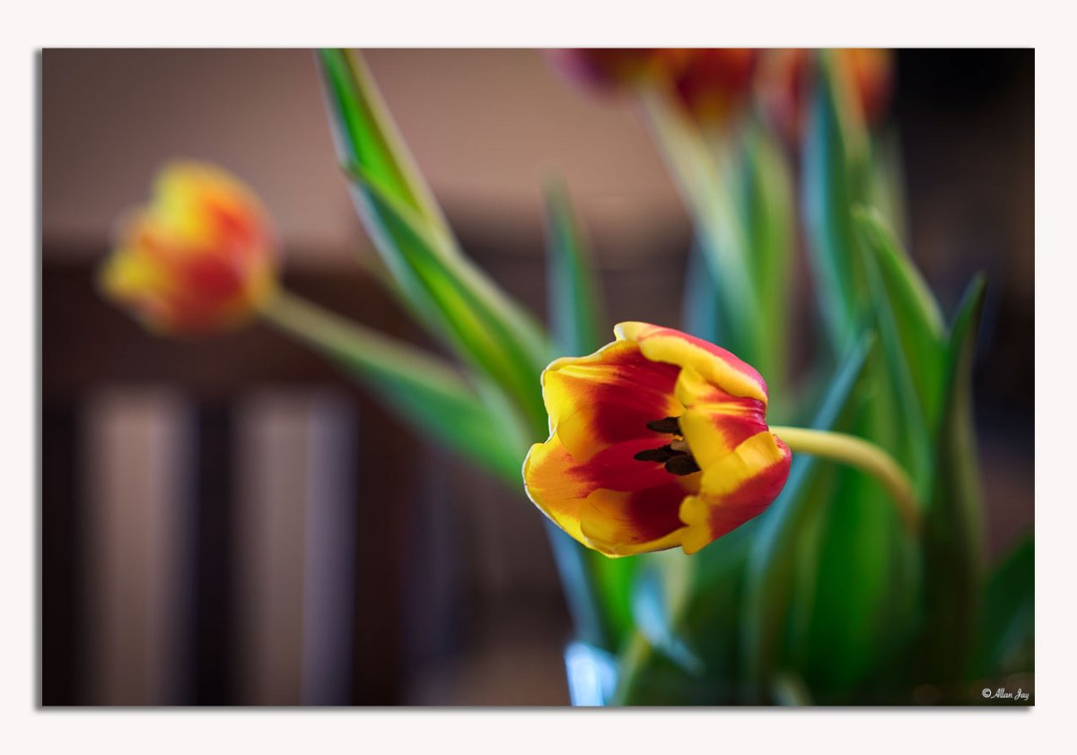 _DSC0575_Lum_FP_V1_Web.jpg