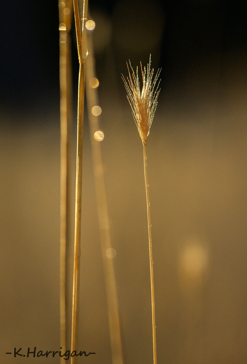 _DSC0602 copy.jpg