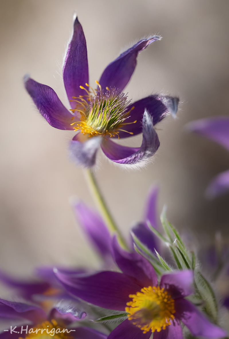 _DSC1259-sharpened.jpg