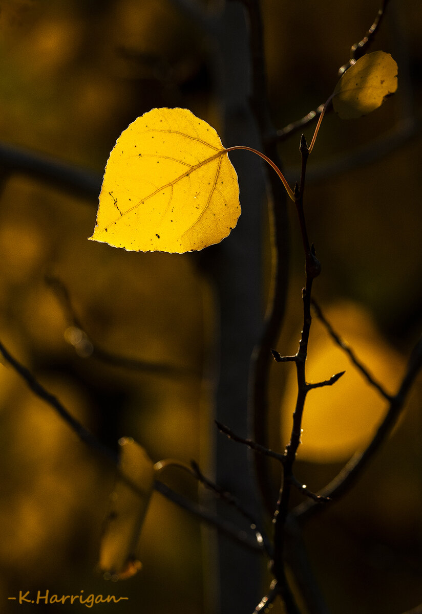 _DSC1298-sharpened copy.jpg