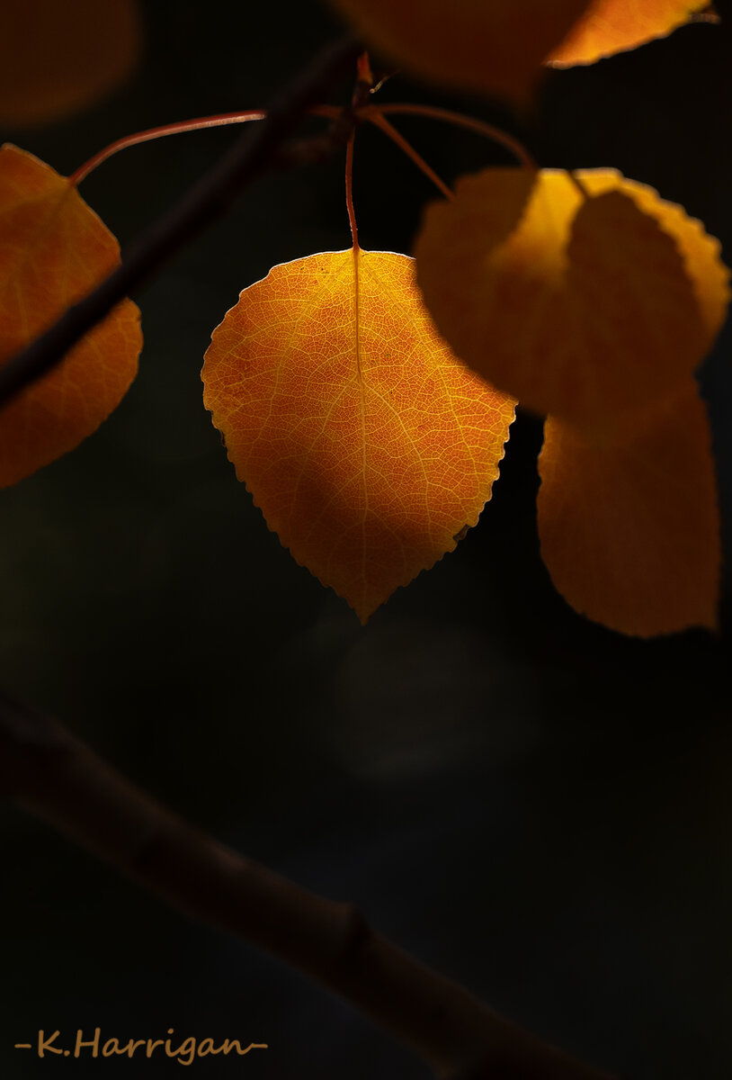 _DSC1359-sharpened.jpg