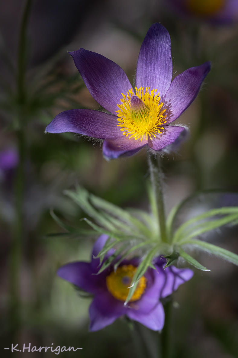 _DSC1482-sharpened.jpg