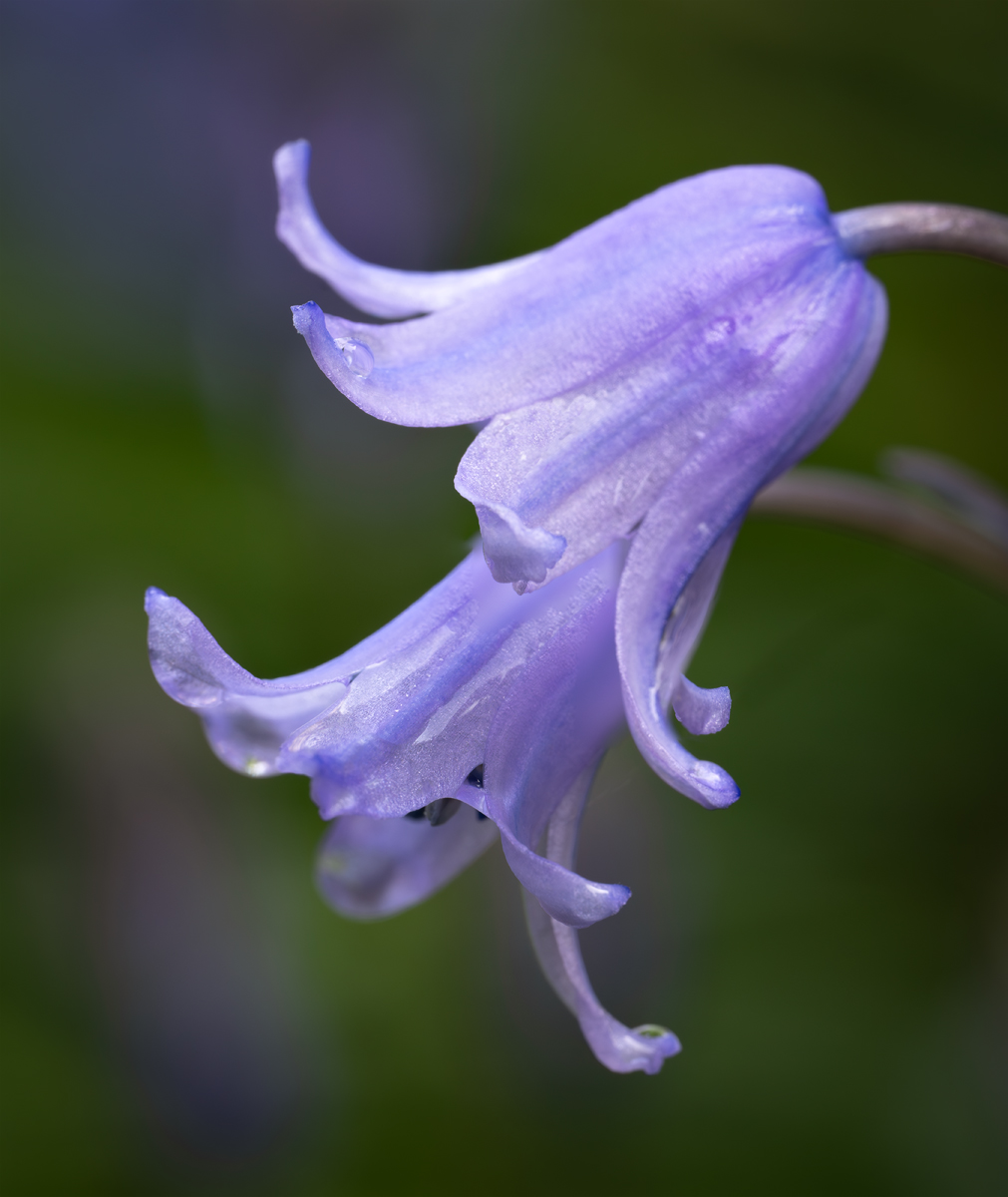 _DSC1760 1761-Enhanced-NR-1 focus stack copy.jpg