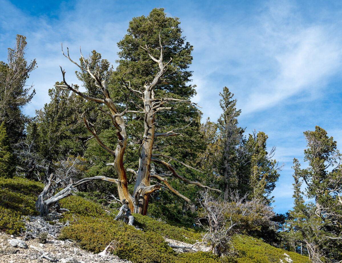 _DSC1950-Edit.jpg