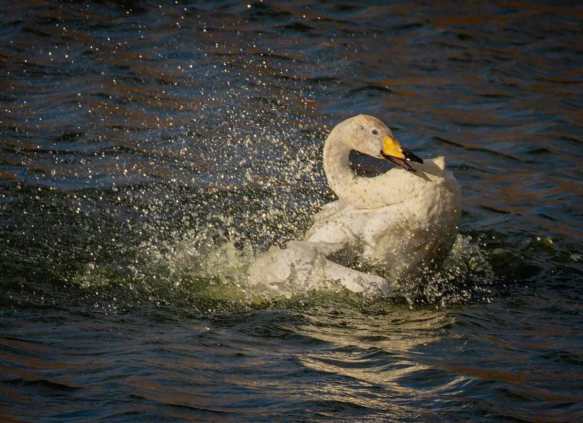 _DSC2057-DxO_DeepPRIME XD2s-1 copy.jpg