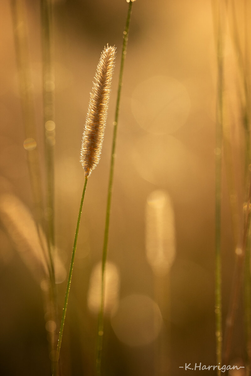 _DSC2092 copy.jpg