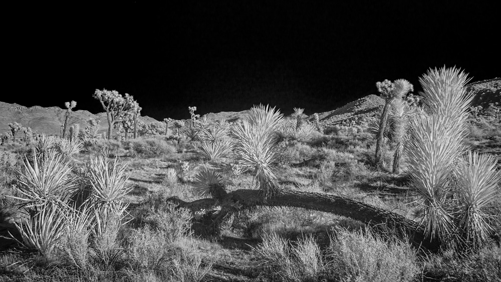 _DSC2121_WBbox_BW_dw.jpg