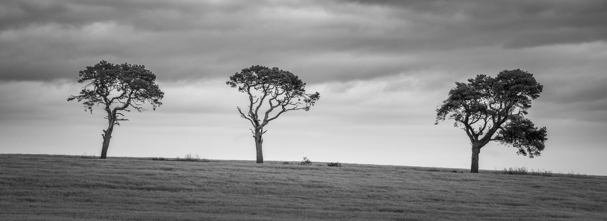 _DSC2300 copy.jpg