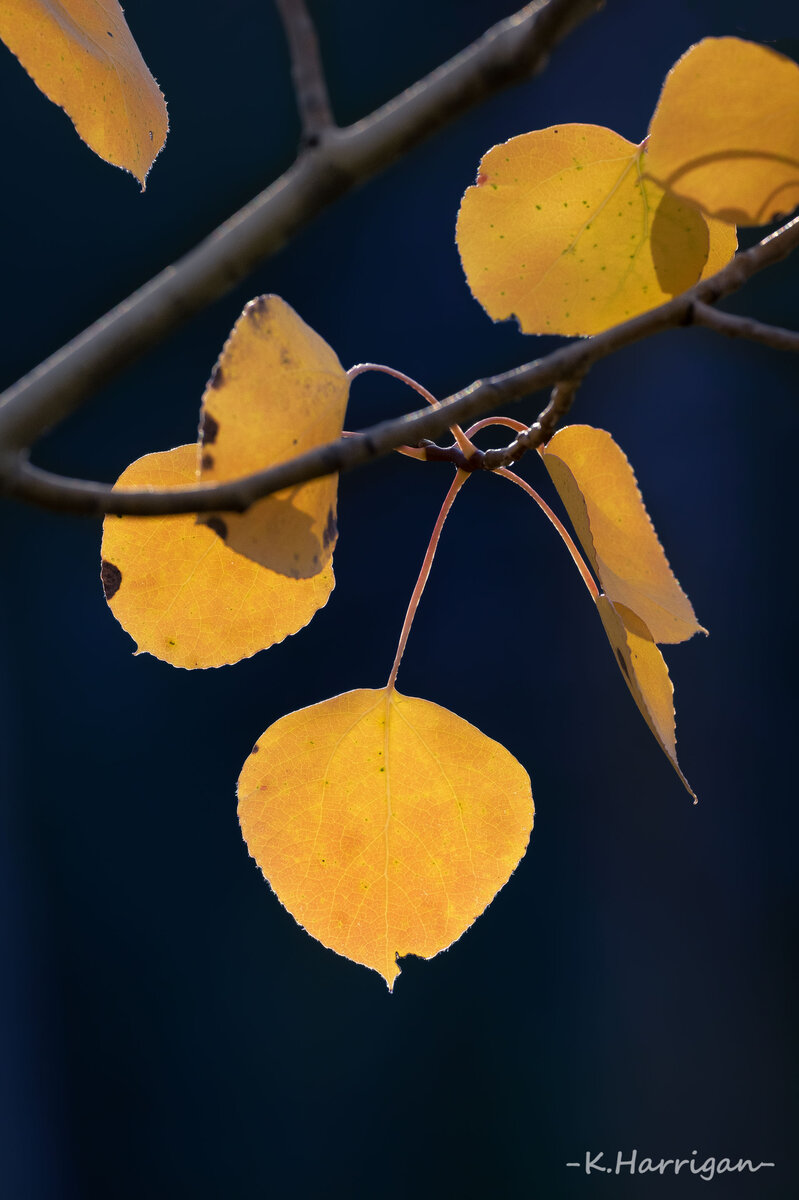_DSC2305 copy.jpg