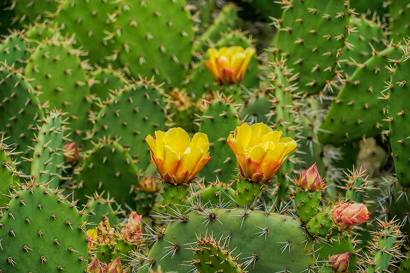 _DSC2342_dw.jpg