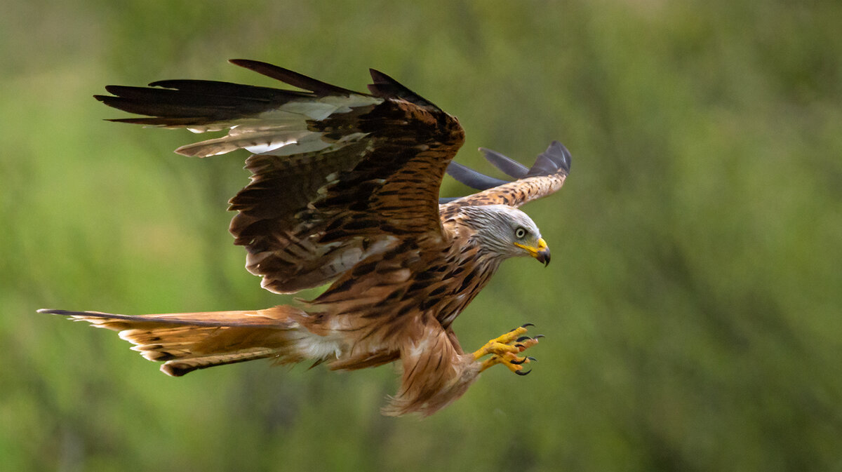 _DSC2491-1 copy.jpg