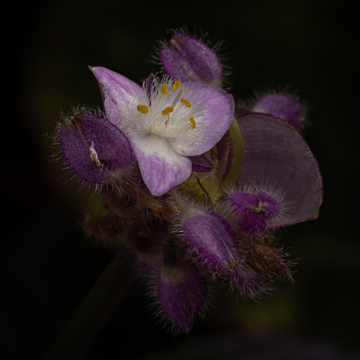 _DSC2567-Enhanced-NR-1 copy.jpg