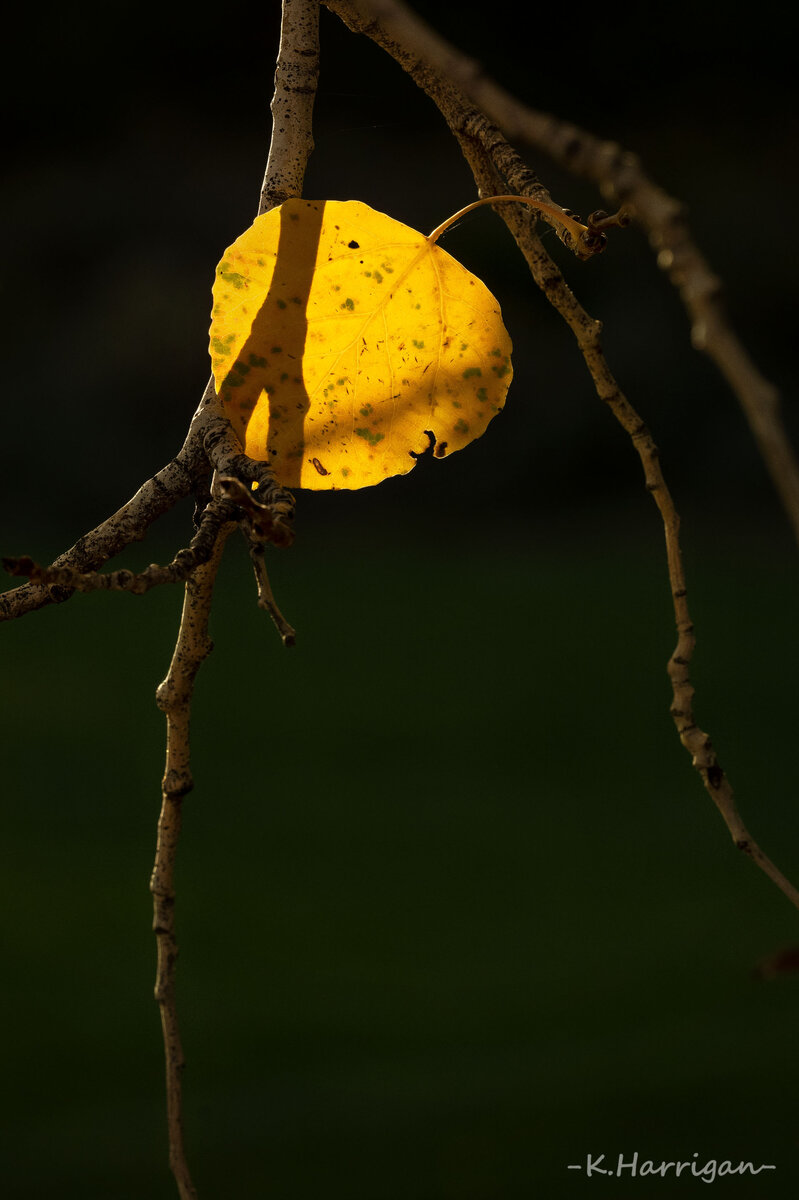_DSC2616 copy 2.jpg