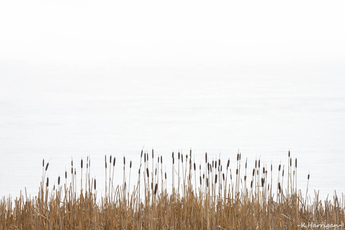 _DSC2616 copy.jpg