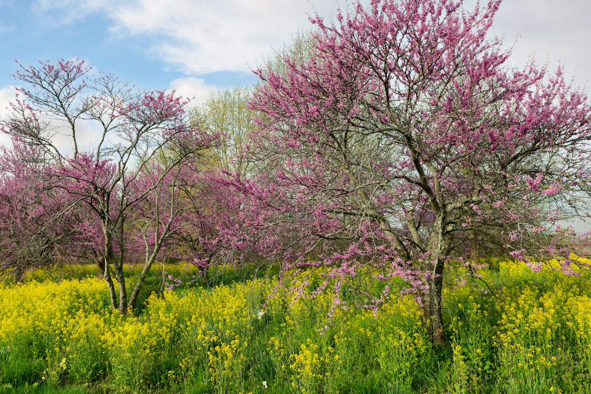 _DSC2653-NEF_DxO_DeepPRIMEXD-Edit.jpg