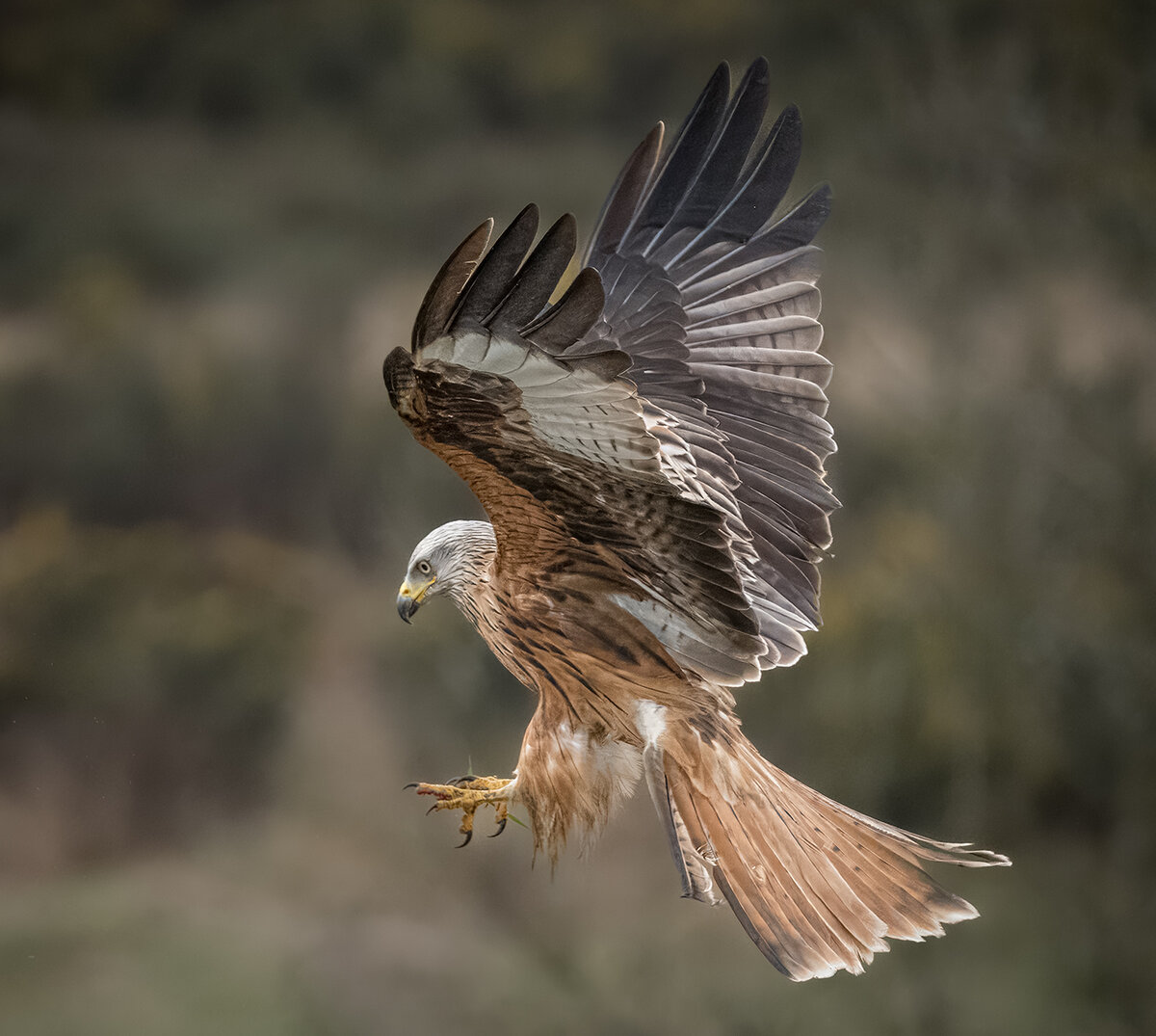 _DSC2675-1 copy.jpg
