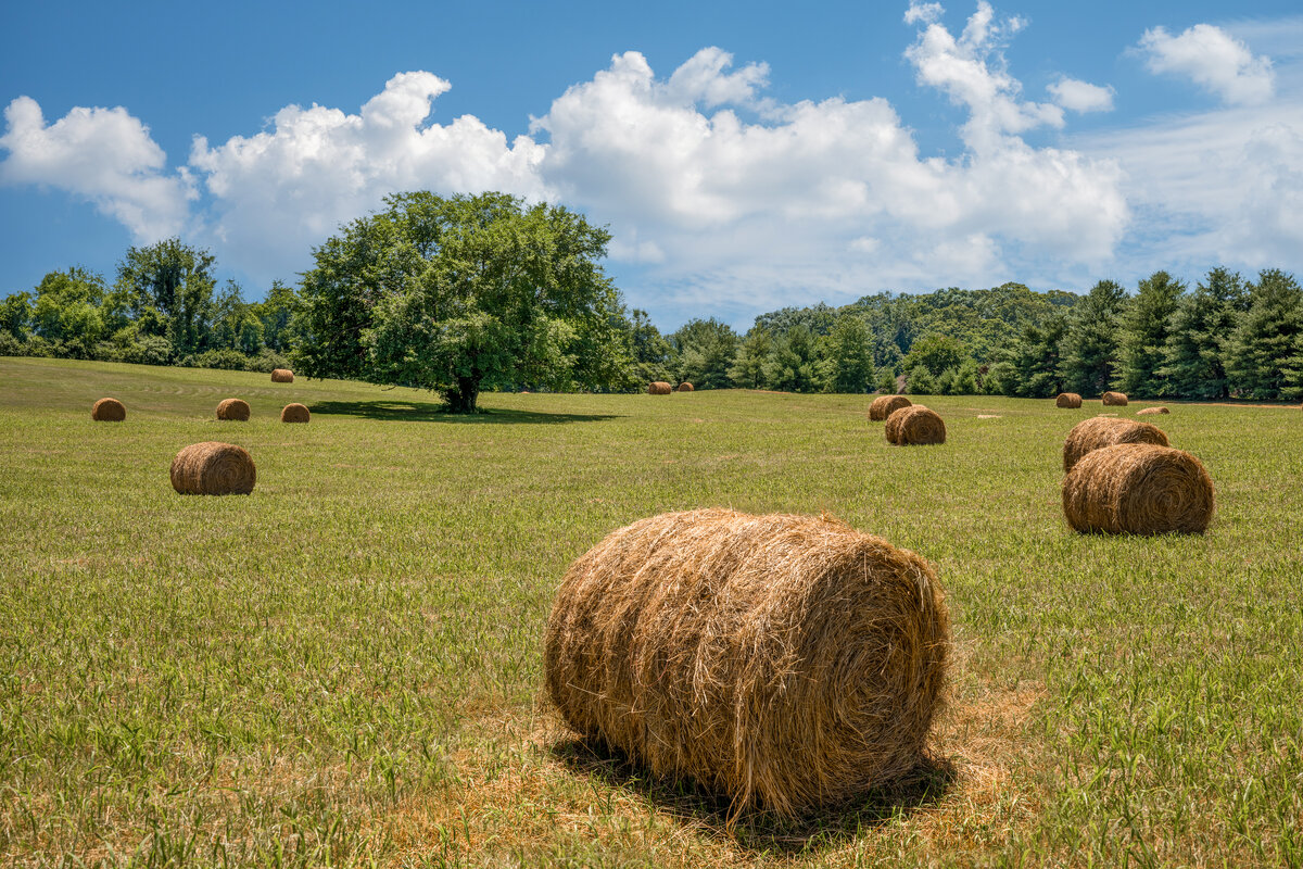 _DSC2725-Edit.jpg