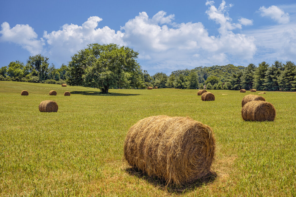 _DSC2725-Edit.jpg