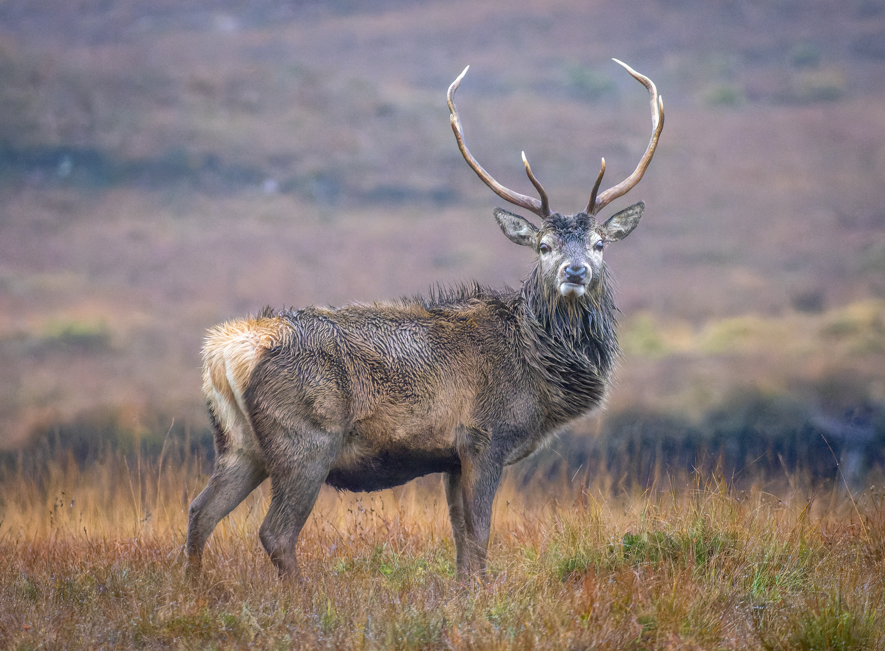 _DSC2814-ARW_DxO_DeepPRIME-1 3000px.jpg