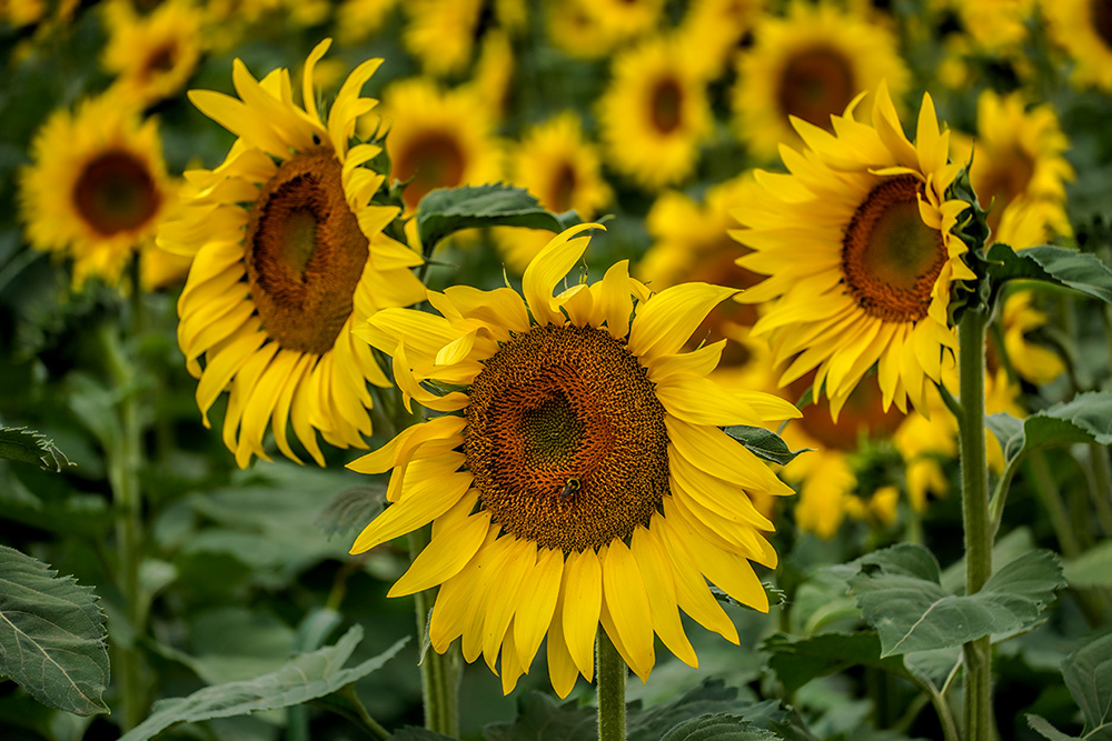 _DSC2941_dw.jpg