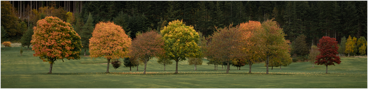 _DSC3295-1 copy.png