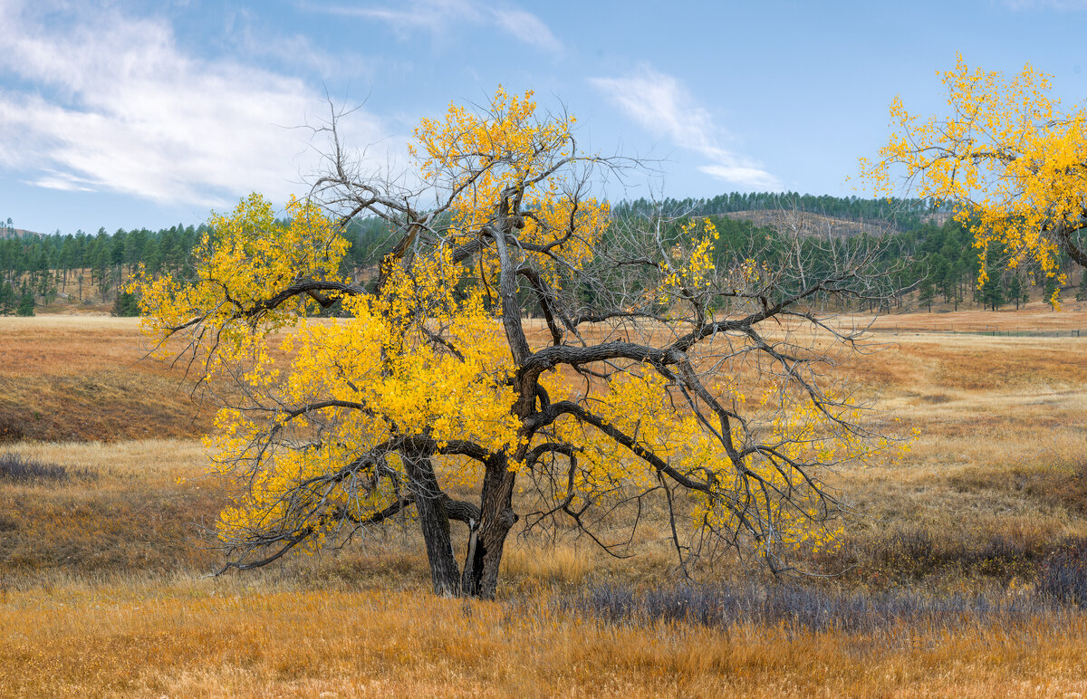 _DSC3532-NEF_DxO_DeepPRIME-Pano-Edit.jpg