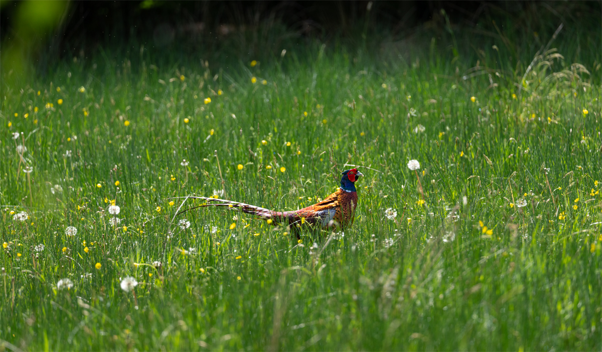 _DSC3635-1 copy 1200.jpg