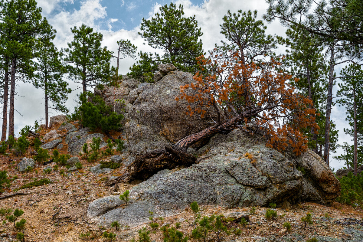_DSC3951-NEF_DxO_DeepPRIME-Pano-Edit.jpg
