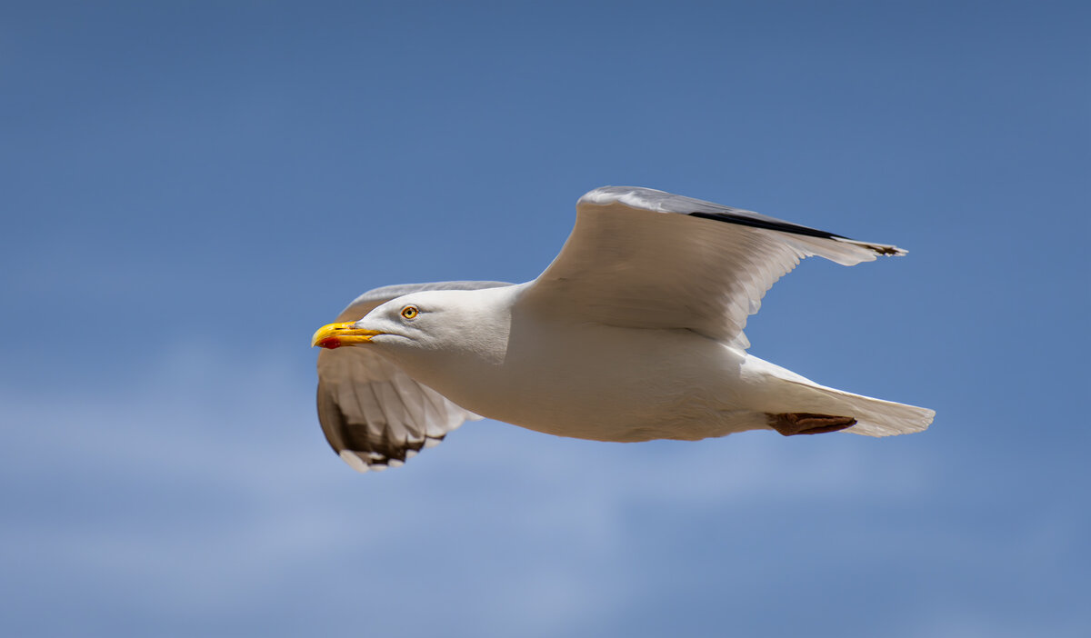 _DSC4337-DxO_DeepPRIME XD2s-1 copy.jpg