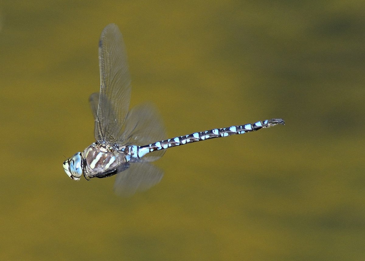 _DSC4387-X2.jpg
