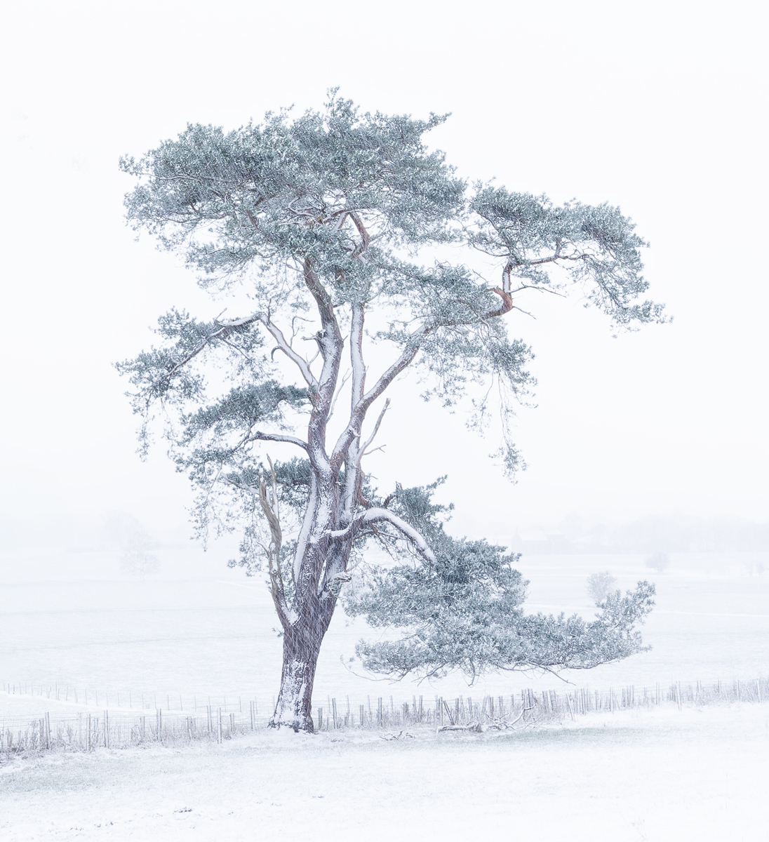 _DSC4406-ARW_DxO_DeepPRIME-1 rh tree copy.jpg