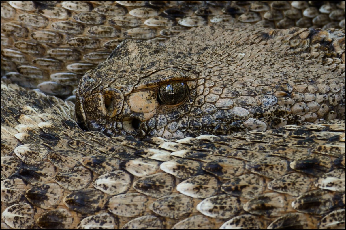_DSC4523-X2.jpg