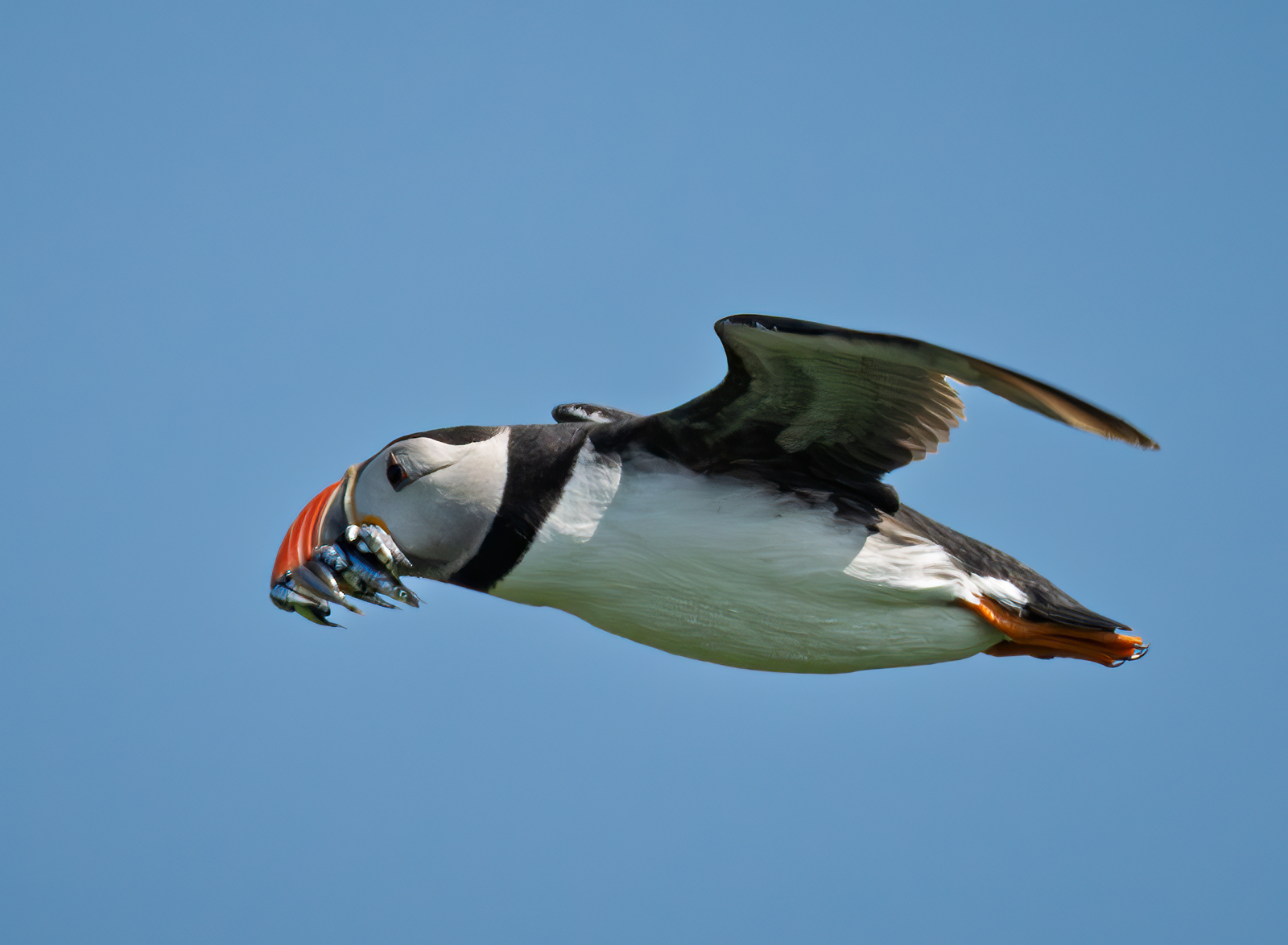 _DSC4965-1 copy.jpg