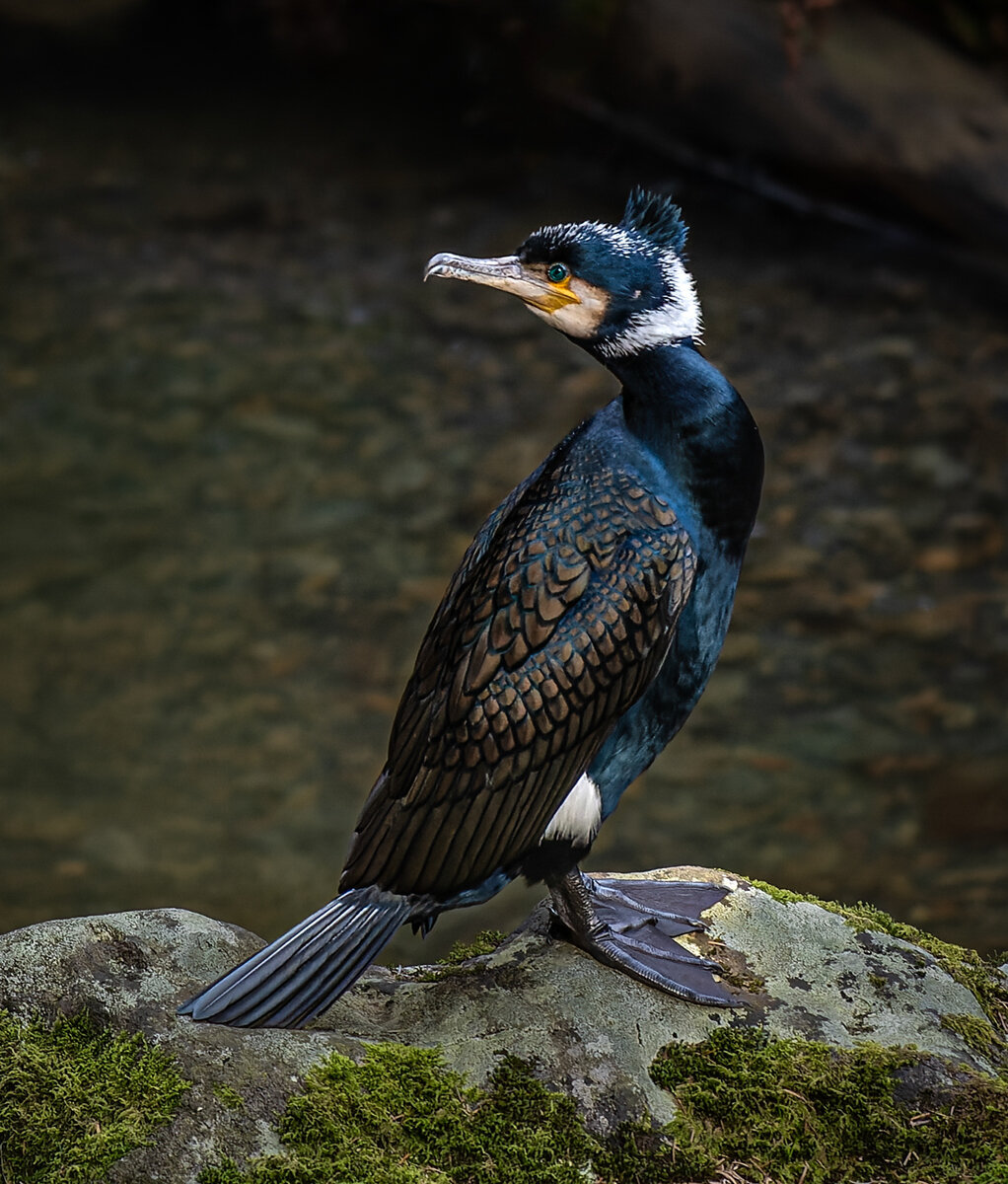 _DSC6078-NEF_DxO_DeepPRIME-1 copy 1200 wide.jpg