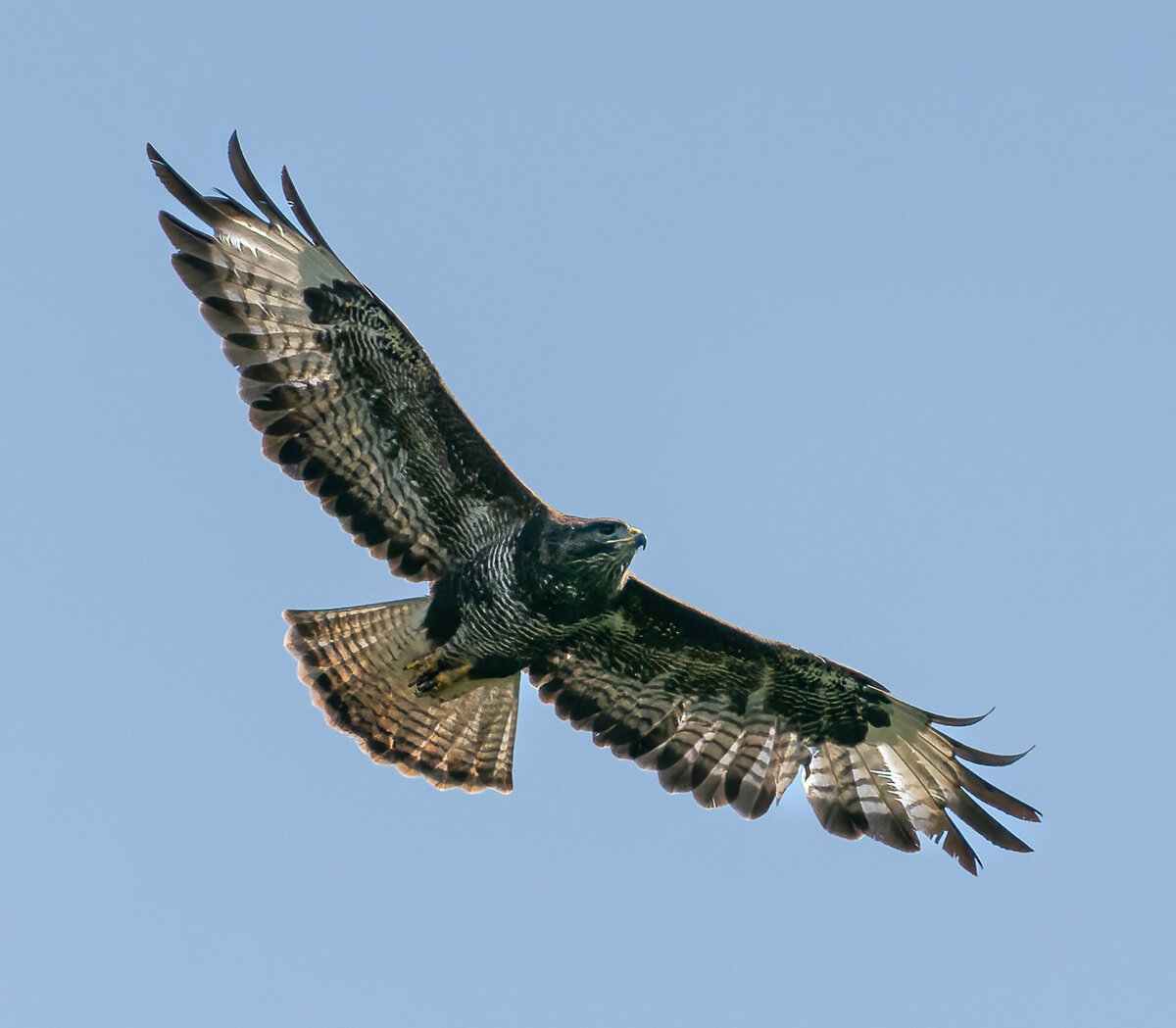 _DSC6184-ARW_DxO_DeepPRIME-1.jpg