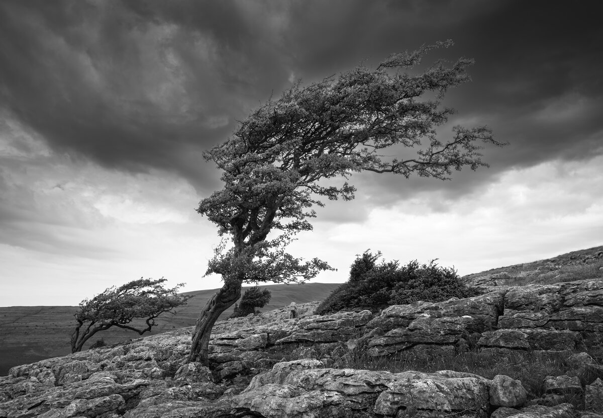 _DSC6201-1 copy.jpg