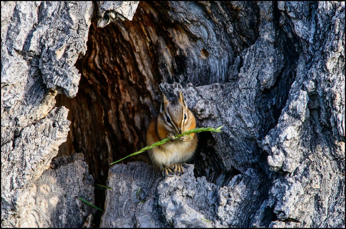 _DSC6362-X2.jpg